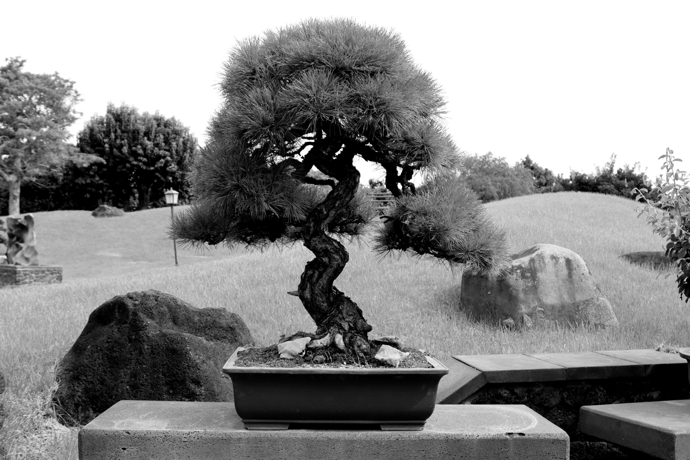 A carefully shaped pine bonsai